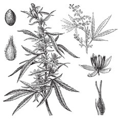 vintage drawing of marijuana plants